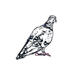 sketch of a dove with transparent background