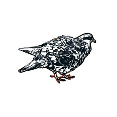 sketch of a dove with transparent background