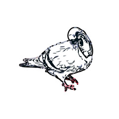 sketch of a dove with transparent background