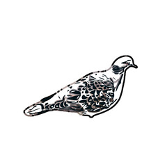 sketch of a dove with transparent background