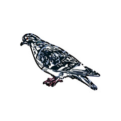sketch of a dove with transparent background