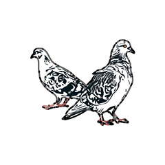 sketch of a dove with transparent background