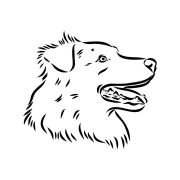 Vector isolated one single Australian Shepherd dog head black and white bw two colors silhouette. Template for laser engraving or stencil