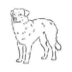 Vector isolated one single Australian Shepherd dog head black and white bw two colors silhouette. Template for laser engraving or stencil
