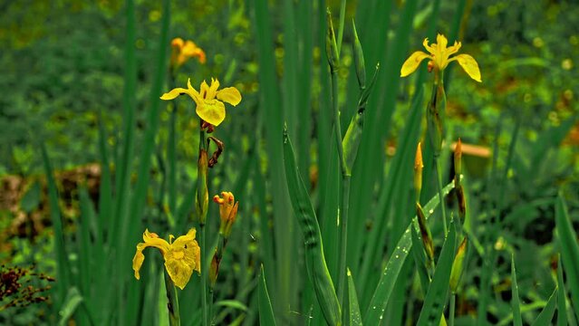 Flowering of Iris pseudacorus at the edge of the pond in a rainy day  Abruzzo, Italy, Europe