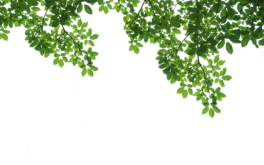 branch leaves or green leaf isolated. Tree Leaf Frame