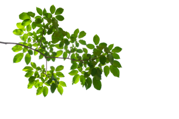 branch leaves or green leaf isolated. Tree Leaf Frame
