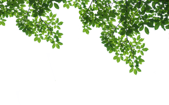 branch leaves or green leaf isolated. Tree Leaf Frame