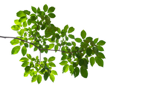 Fototapeta branch leaves or green leaf isolated. Tree Leaf Frame