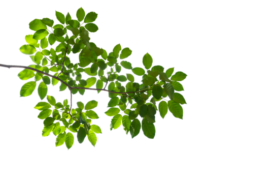 branch leaves or green leaf isolated. Tree Leaf Frame