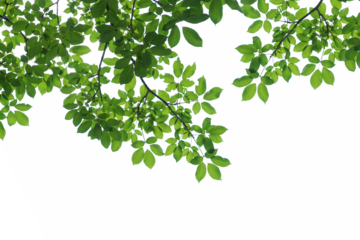 branch leaves or green leaf isolated. Tree Leaf Frame