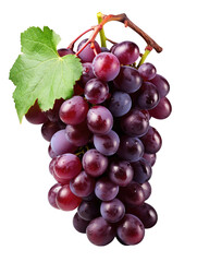 violet grapes isolated on transparent background. png grape. clip art. Ripe red wet grape with drops