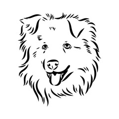 Vector isolated one single Australian Shepherd dog head black and white bw two colors silhouette. Template for laser engraving or stencil