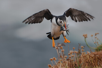 Obraz premium Atlantic puffin landing with catch of sand eels on the island of Lunga