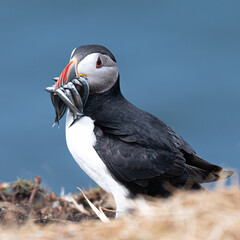 Atlantic puffin with catch of sand eels on the island of Lunga
