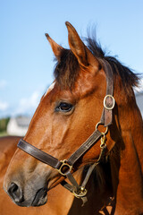 Muzzle of a red horse close-up
