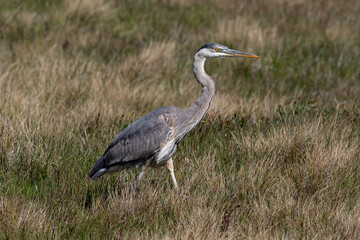 Closeup of Great Blue Heron (Ardea herodias) walking in grassland in Monterey, California. 
