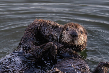 Closeup of pair of sea otters (Enhydra lutris) Floating in ocean on the California coast. One kissing, one looking at camera 
