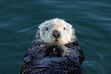 Closeup of young sea otter (Enhydra lutris) Floating in ocean on the California coast, looking...