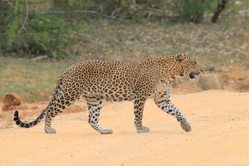 Lapad in Yala National park