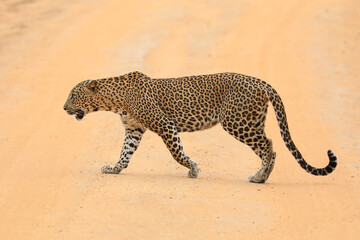 Lapad in Yala National park