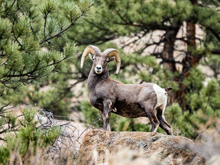 Big Horn sheep and Elk in the Colorado Rocky Mountains 