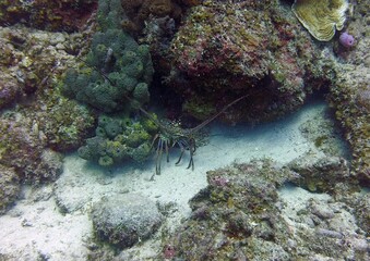 Underwater image of a spiny lobster hiding in a crevice in a natural reef, head on perspective