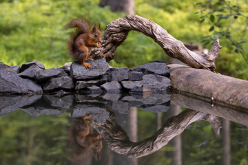 Squirrel eating near water, with reflections, beautiful nature