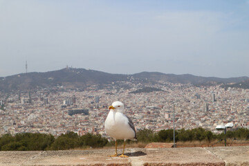 Seagull bird on Montjuic hill overlooking the city, Barcelona