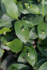 Spineless butchers broom