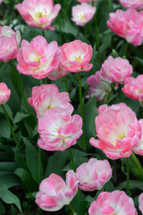 Fototapeta premium Double Late Tulip Upstar