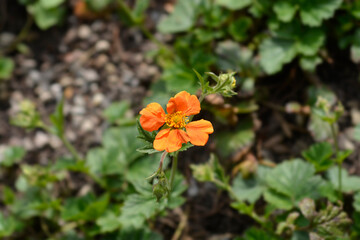 Orange avens