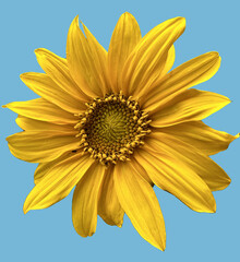 sunflower on blue background