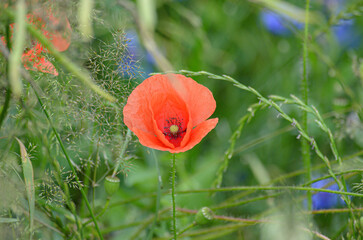 red poppy in the field