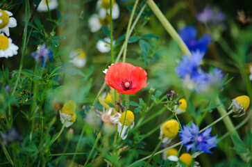 poppy flowers in the field
