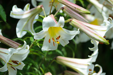 close up of white lily