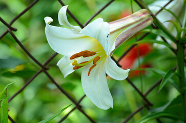 white lilies in the garden