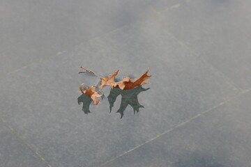 oak leaf floating in a puddle