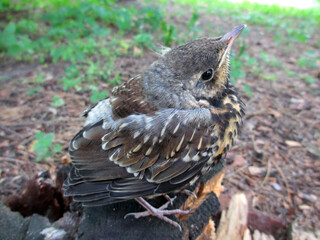 nestling ouzel in the forest