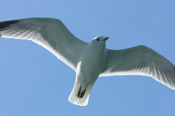 flying beautiful seagull