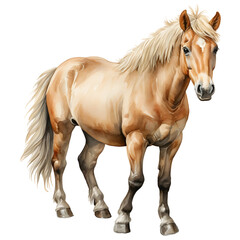 Obraz premium horse isolated on white background