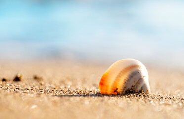 Fototapeta na wymiar Big seashell on the sand on the beach in the back-light of sunset, background, close up