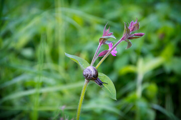 Snail on a pink flower in summer in the garden.