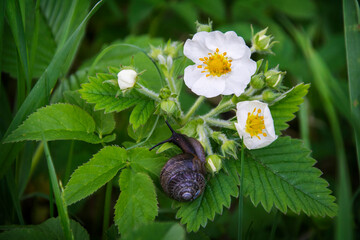 In the summer in the garden on a white strawberry flower snail.