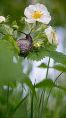 In the summer in the garden on a white strawberry flower snail.