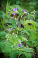Snail on a pink flower in summer in the garden.
