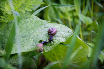 In the summer in the garden on the burdock snails.