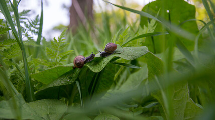In the summer in the garden on the burdock snails.