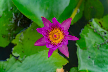 Purple water lily. Asia, Central Vietnam.