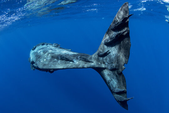 Underwater shot of a huge sperm whale tail